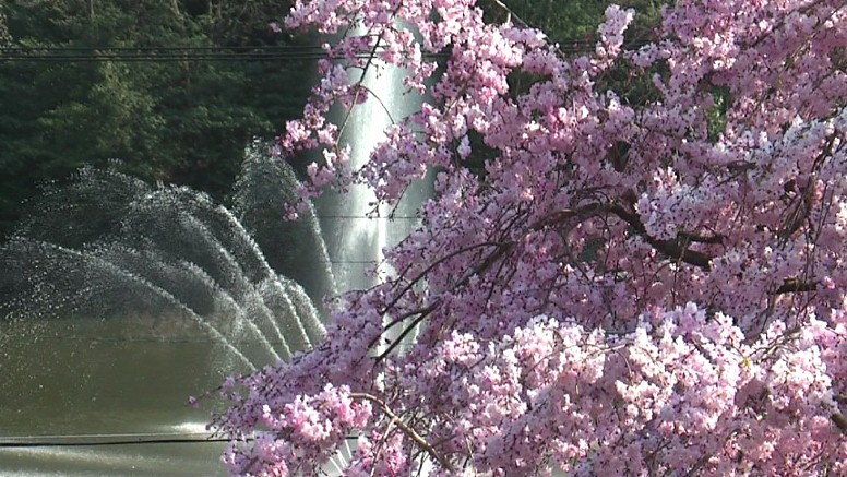 名古屋桜名所案内（その１）