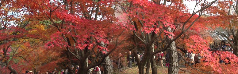 東福寺境内庭園。
