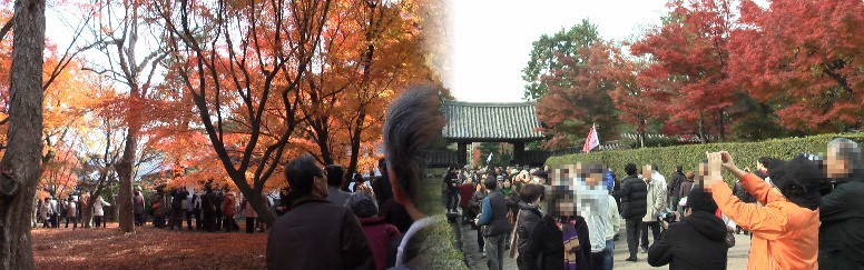 東海道五十三次、京都(その５、東福寺紅葉特集)