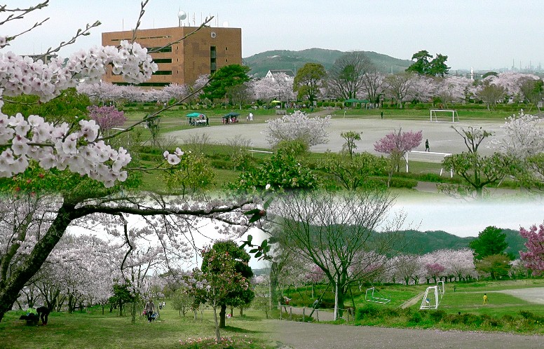 幸田中央公園の桜。レンガ造りの建物は幸田町役場。