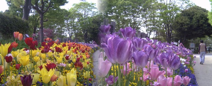 チューリップ畑はフラワーセンター横