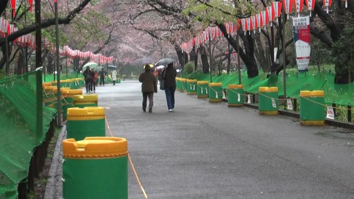 早朝の上野公園のさくら22年3月25日撮影