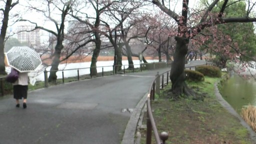 早朝の不忍池のさくら22年3月25日撮影