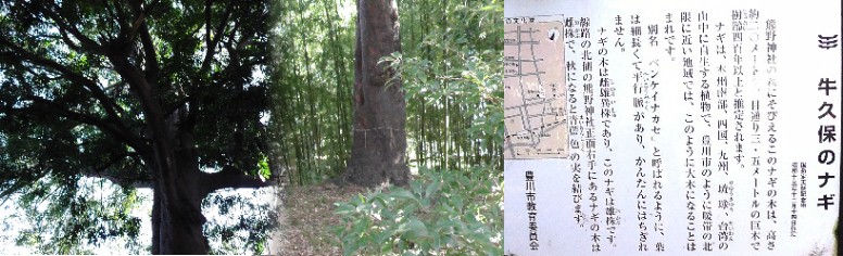 熊野神社境内、牛久保のナギ。左はナギの上部枝ぶり。中はナギの根元です。
