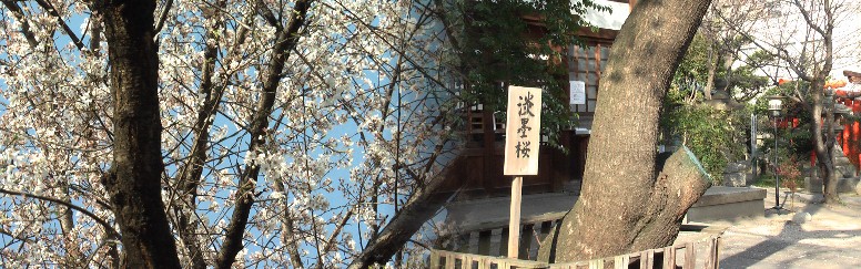 大須商店街のど真ん中に満開近く薄墨桜の一本立ち。