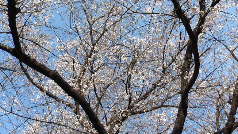三輪神社境内の薄墨桜。2013.3.23撮影。
