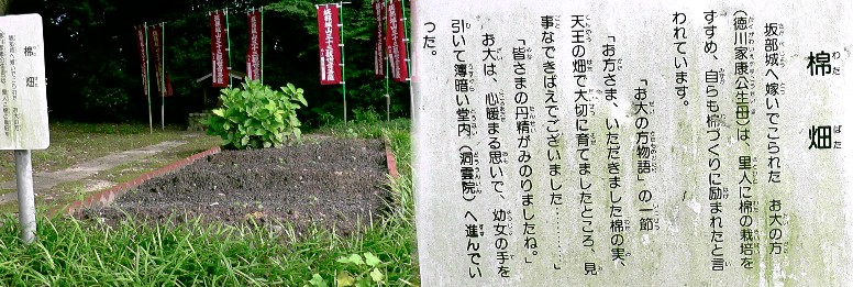 坂部城跡の綿畑。