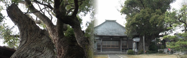 薬師寺の大楠。