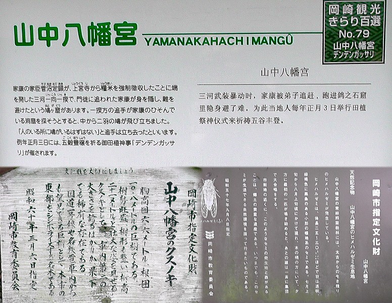 山中八幡宮境内のクスノキ。