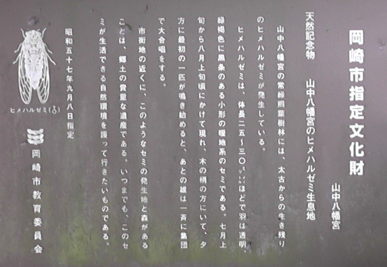 山中八幡宮境内のヒメハルゼミ。