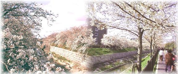 駅から東へ約１キロ行くと石川橋へでます。 名古屋随一の桜の名所、山崎川の桜堤４月１日現在７～８分咲き