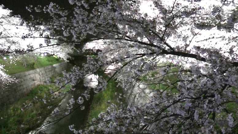 写真は山崎川の夜桜鼎橋(かなえばし)付近にて撮影。 鼎橋