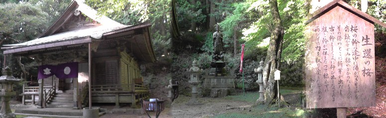 善福寺本堂（左）と本堂右隣の「生還の桜」（右）。 説明文拡大