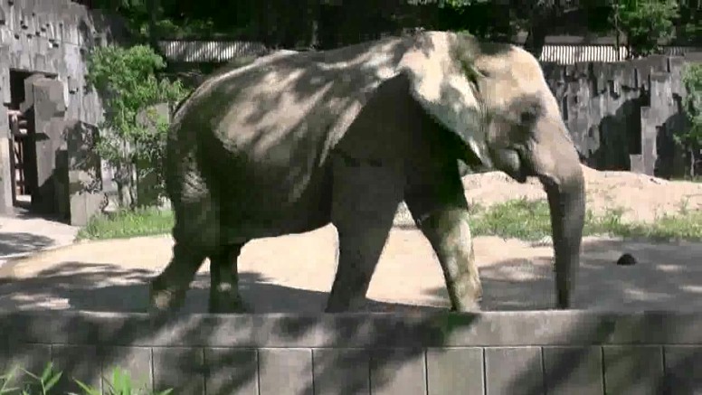 北園の象舎では活発な行動を見せてくれます。 係員に餌を貰っているところです。 長い鼻を巻き上げて餌を欲しがる様に見えます。上の餌を貰う前もこんなポーズでした。 本園の象舎の説明板にはこんな写真もありました。