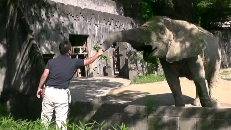 北園の象舎では活発な行動を見せてくれます。 係員に餌を貰っているところです。 長い鼻を巻き上げて餌を欲しがる様に見えます。上の餌を貰う前もこんなポーズでした。 本園の象舎の説明板にはこんな写真もありました。