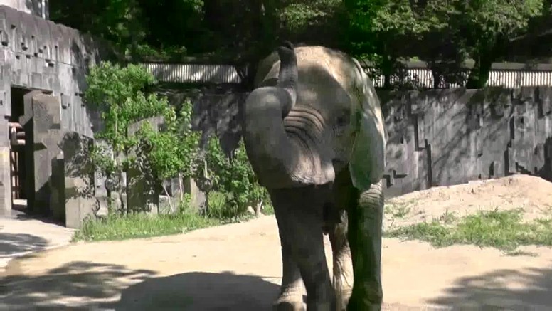北園の象舎では活発な行動を見せてくれます。 係員に餌を貰っているところです。 長い鼻を巻き上げて餌を欲しがる様に見えます。上の餌を貰う前もこんなポーズでした。 本園の象舎の説明板にはこんな写真もありました。