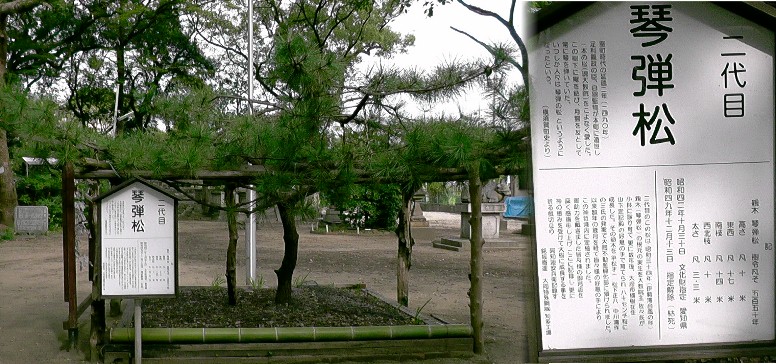 愛宕神社境内琴弾松（二代目）。 琴弾松説明文拡大 。 横須賀まつり山車 。