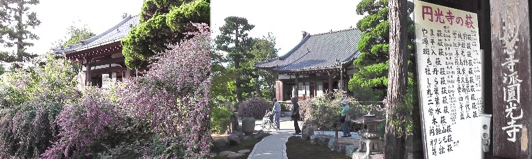 萩の花で有名な円光寺。この地区一帯は尾張の植木一大産地として有名で今日も 観光バス数台駐車していました。 円光寺