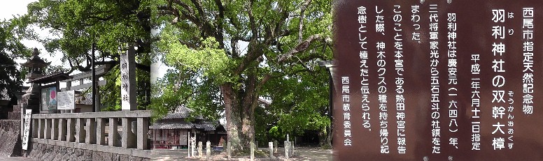 羽利神社の大楠。