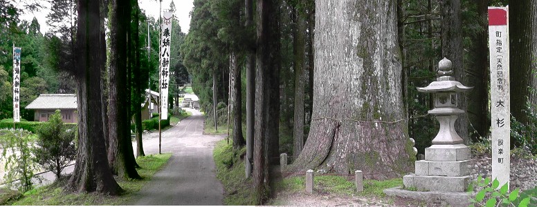 八幡神社境内の大杉（右）。左は参道。