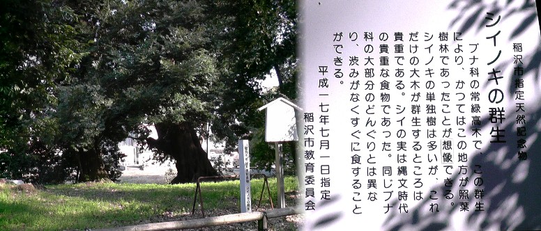 布智神社境内のシイノキの群生。