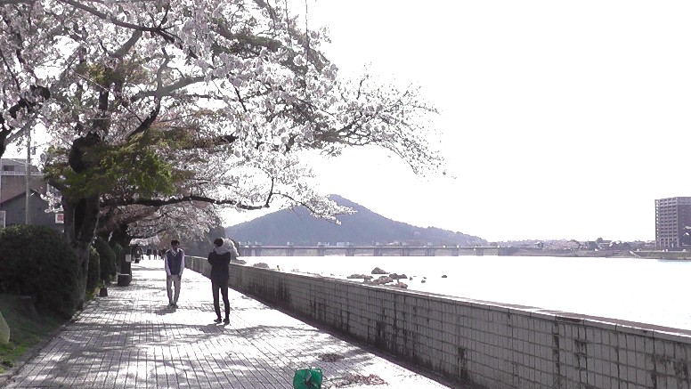 ２０２１．３．２６日午後3時ころ撮影。 国宝犬山城下桜並木(第1部) (第２部)