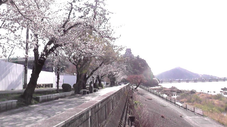 ２０２１．３．２６日午後3時ころ撮影。 国宝犬山城下桜並木(第1部) (第２部)