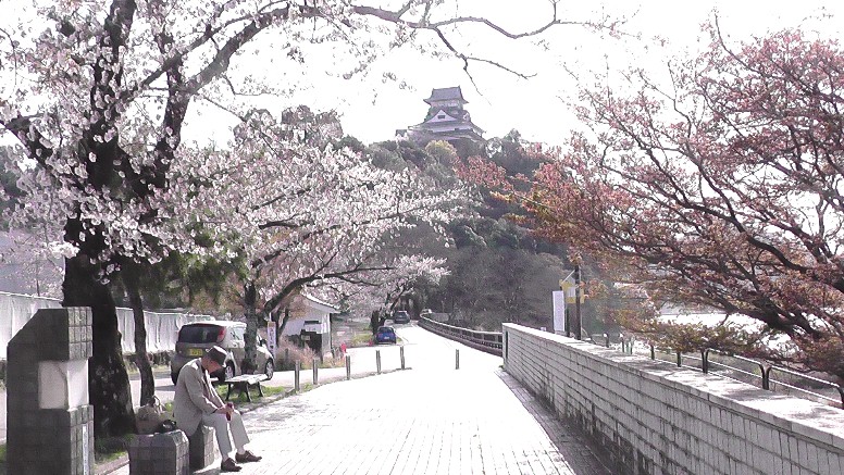 ２０２１．３．２６日午後3時ころ撮影。 国宝犬山城下桜並木(第1部) (第２部)