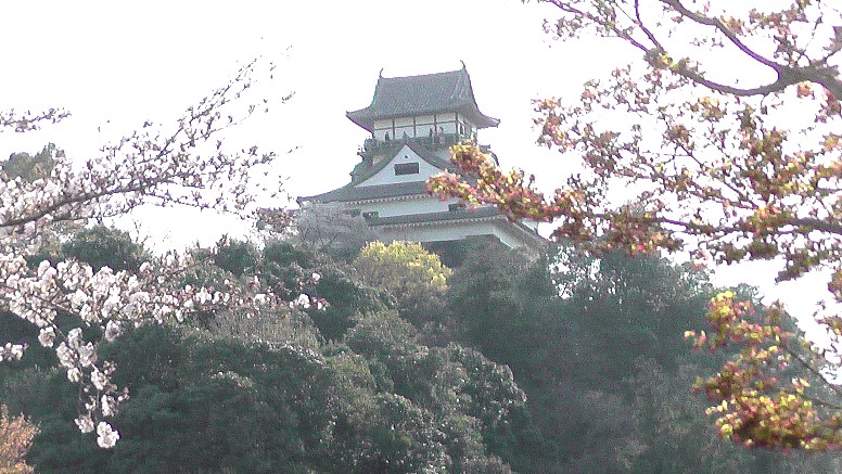 ２０２１．３．２６日午後3時ころ撮影。 国宝犬山城下桜並木(第1部) (第２部)