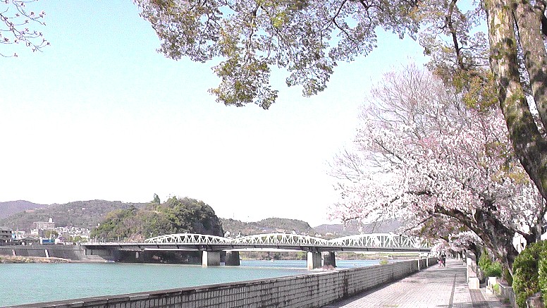 ２０２１．３．２６日午後3時ころ撮影。 国宝犬山城下桜並木(第1部) (第２部)