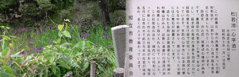 無量寿寺境内杜若池。2019.5.15撮影。