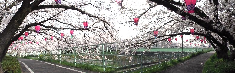 市内で山崎川に匹敵（約２１７０ｍ）する香流川緑道の桜並木。２０１３．４．１日撮影
