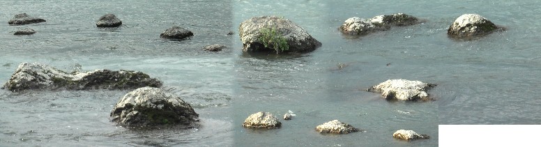 化石林と思われる石を数点撮影しました。