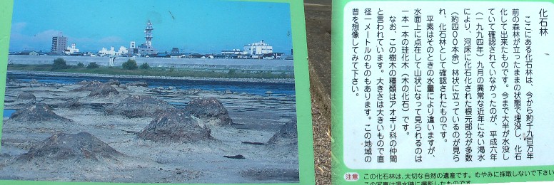 遊歩道を下り方向に歩くと化石林の案内板。
