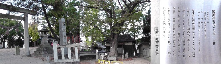 霞浦神社のケヤキ。 霞浦神社