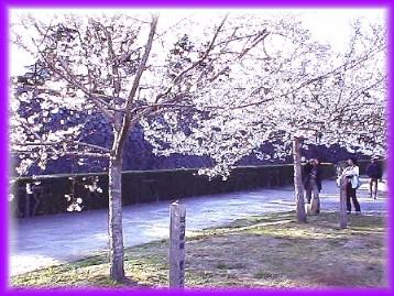 二の丸庭園広場にあるきんさん、ぎんさん１００歳記念の桜、 平成５年３月植樹、４月１日現在満開、名城線市役所駅下車