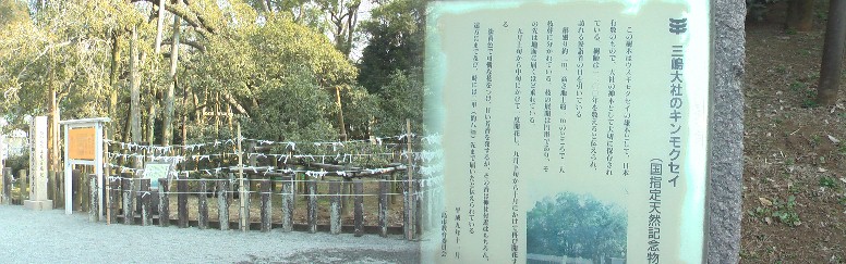 三島大社境内にあります。。