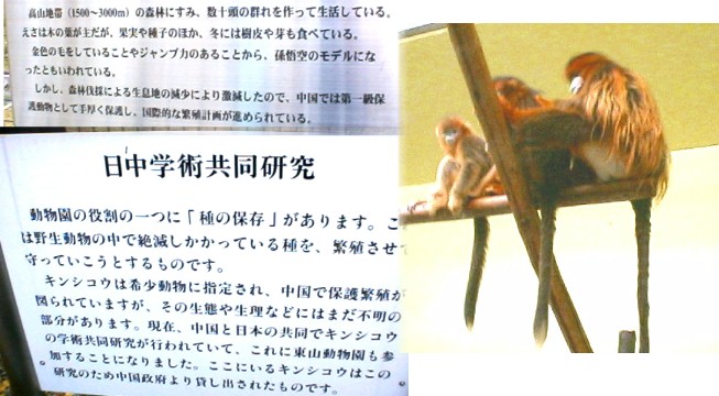 キンシコウ
