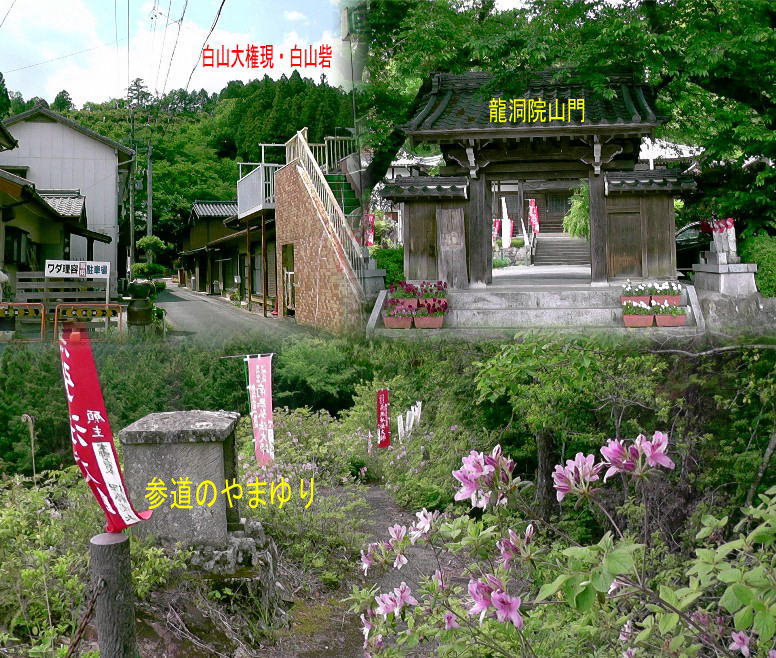 参道のやまゆり（下）。龍洞院山門と門前通り（上）。