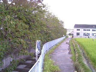 込高新田堤