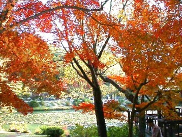 東山植物園・也有池畔 １１月下旬～１２月上旬見ごろ