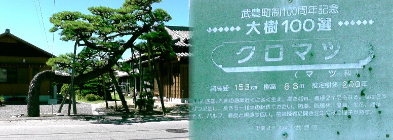 国道２４７号線沿いのクロマツ。