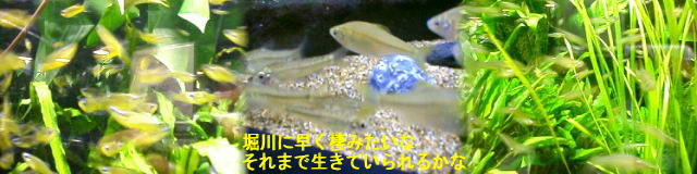 世界メダカ館