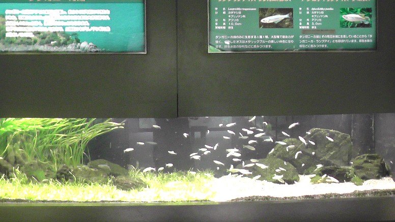 泳ぐ宝石と言われる世界のメダカ館 泳ぐ宝石と言われる世界のメダカ館 泳ぐ宝石と言われる世界のメダカ館 泳ぐ宝石と言われる世界のメダカ館。第1展示室。 泳ぐ宝石と言われる世界のメダカ館。第2展示室。 泳ぐ宝石と言われる世界のメダカ館。第3展示