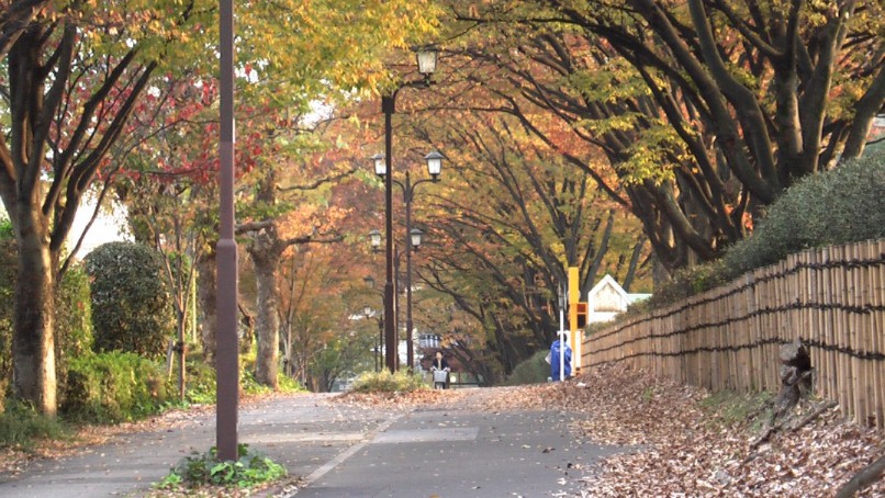 季節を味わう、愛知県体育館前道路