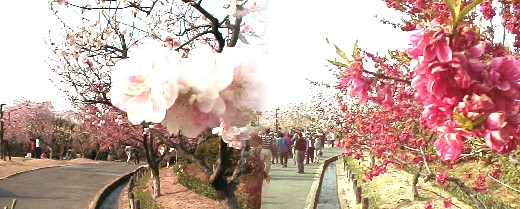 左は源平もも、右は桃の花