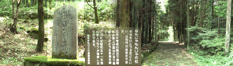 五月中旬開花で満開時には雪が積もったように真っ白になるという。上記の場所から５０ｍ下る。