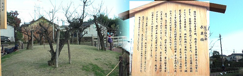 長束（なずか)親水梅公園。稲沢市長束（なずか)町原産の長束梅が植えられています。