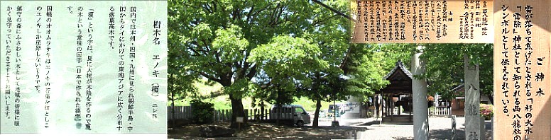西八龍社。ふれあい橋を渡ってすぐ東の社で雷除けの神社として知られる。朱雀天皇の御代 承平年間(921~938)の創立と伝えられる。また境内の榎の大木は神社には珍しく旧 東海道の一里塚には幕府から榎を植えつけるよう指示され、夏の木「国字・榎」