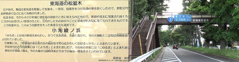 この付近の1号線は下から上り線、1段上に下り線、さらに1段上に松並木 (太平洋自転車道)が整備されている。
